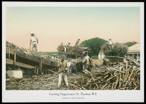 Carting Sugarcannes, St. Thomas W.I.