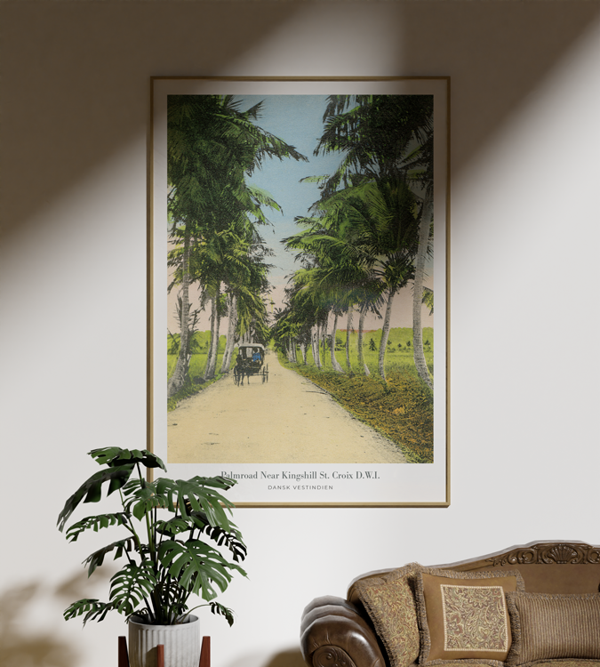 Palmroad near Kingshill, St. Croix - Billede 2