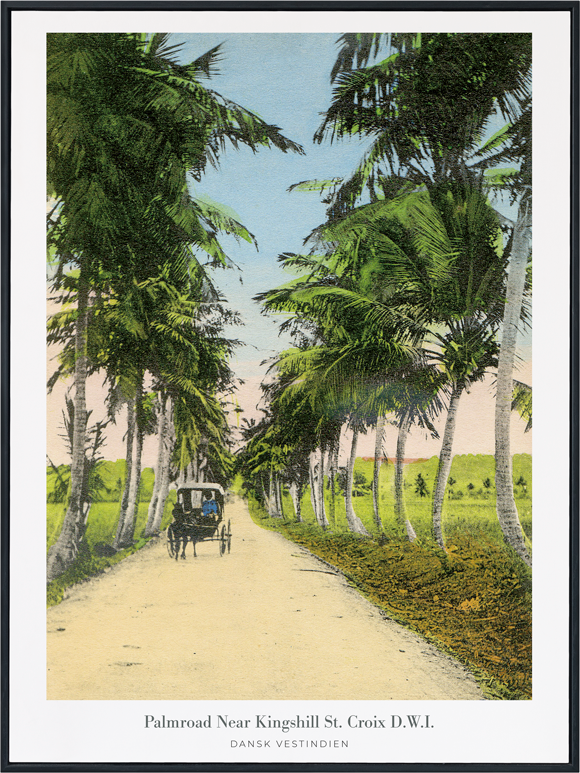 Palmroad near Kingshill, St. Croix